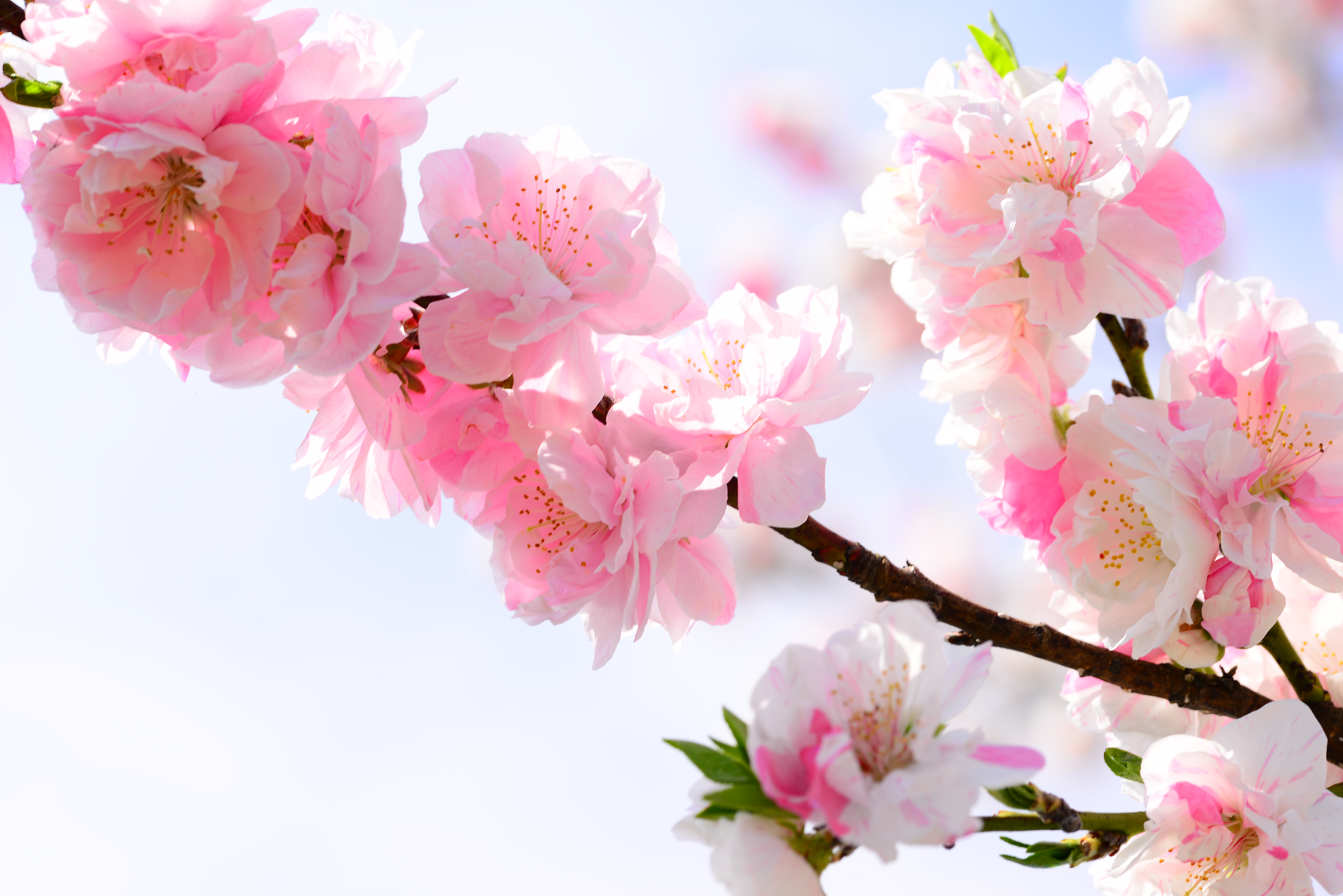 ひな祭り に 桃 を飾るのは何故かご存知ですか それは家族を守りたいという 愛 なのです いけばな光風流 家元 内藤正風