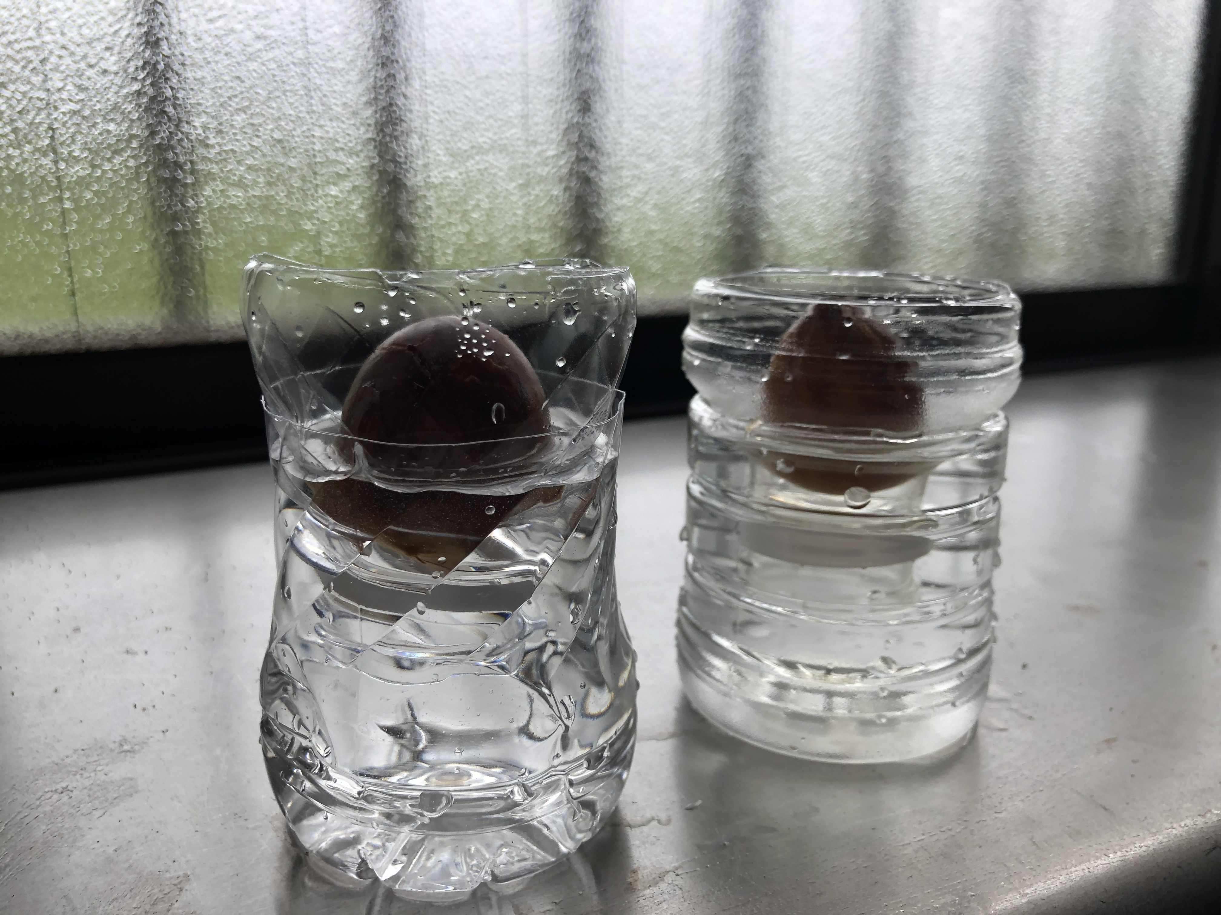 アボカドを食べたときに出る 種 を生かして ペットボトルで簡単にできる水栽培の方法 いけばな光風流 家元 内藤正風
